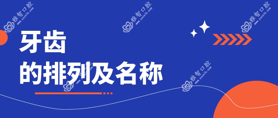 牙齿的排列及名称